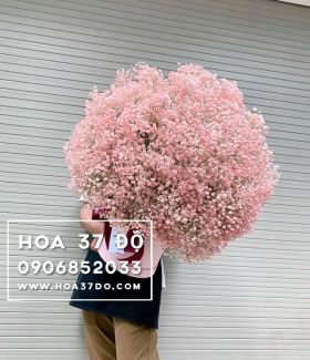 Hoa Baby Hà Lan BB1119